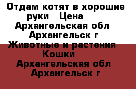 Отдам котят в хорошие руки › Цена ­ 1 - Архангельская обл., Архангельск г. Животные и растения » Кошки   . Архангельская обл.,Архангельск г.